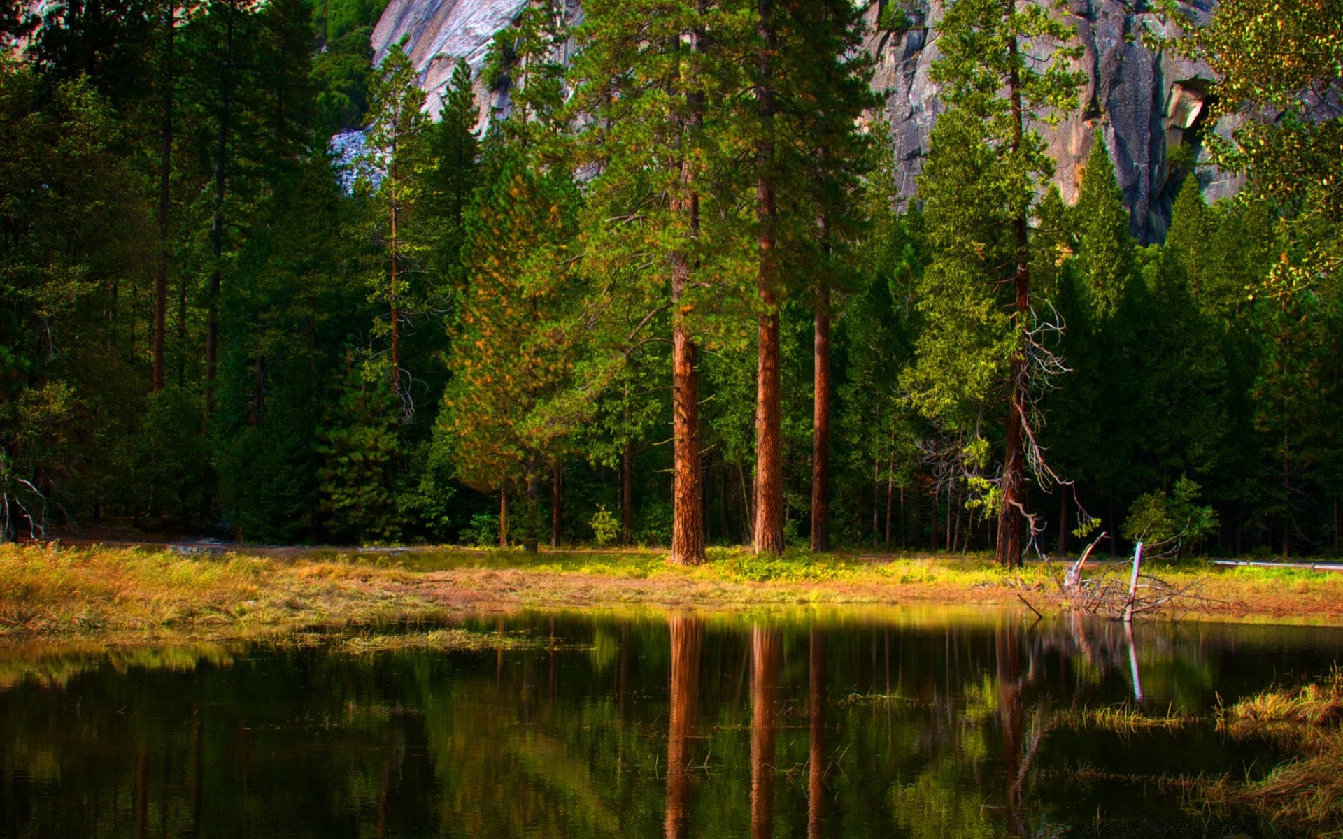 foresta albero natura paesaggio legno all aperto acqua lago autunno foglia parco fiume scenico bel tempo