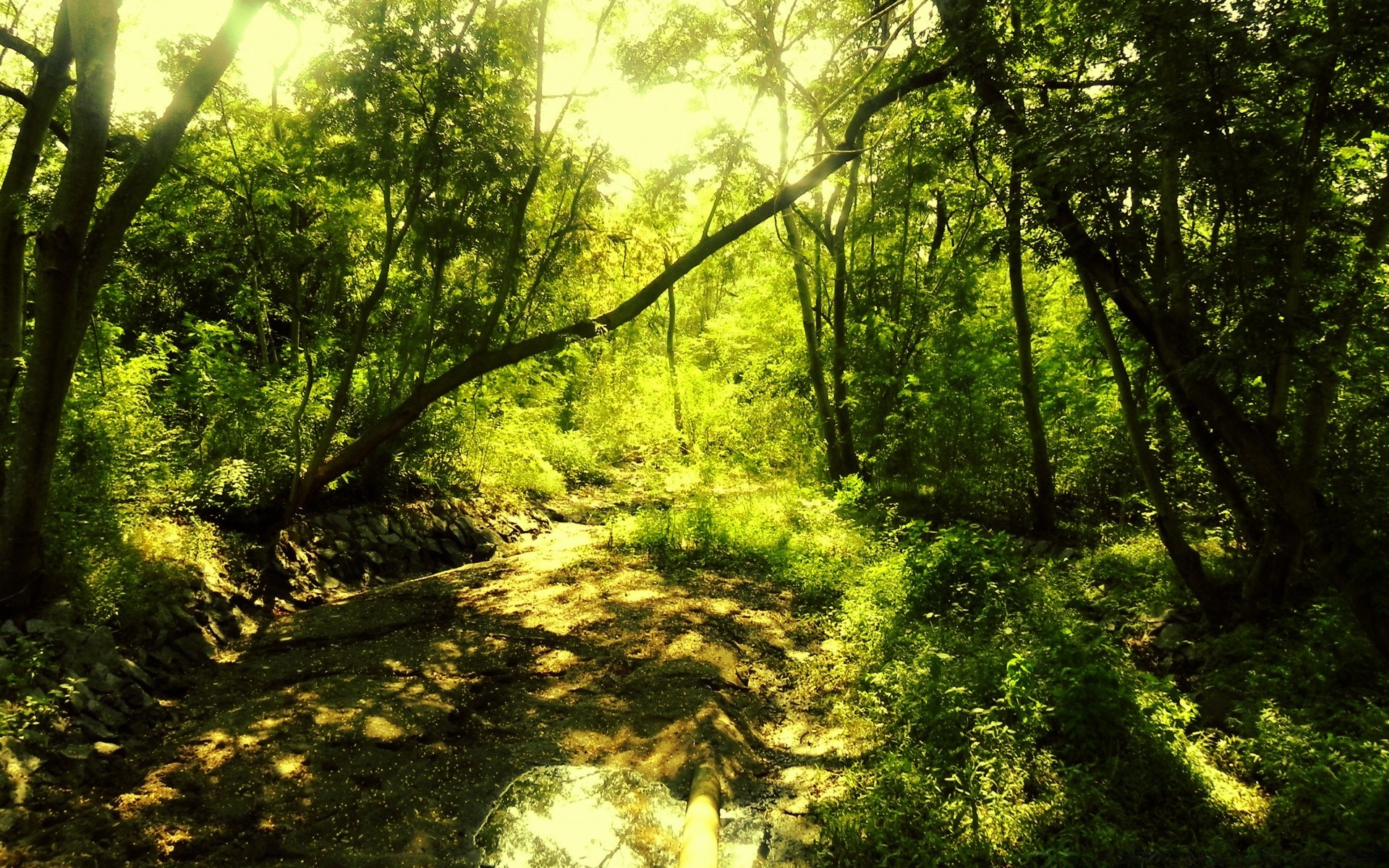 las drewno drzewo natura krajobraz liść park środowisko flora bujny na zewnątrz mech las deszczowy sceniczny wzrost dobra pogoda oddział mgła lato mgła