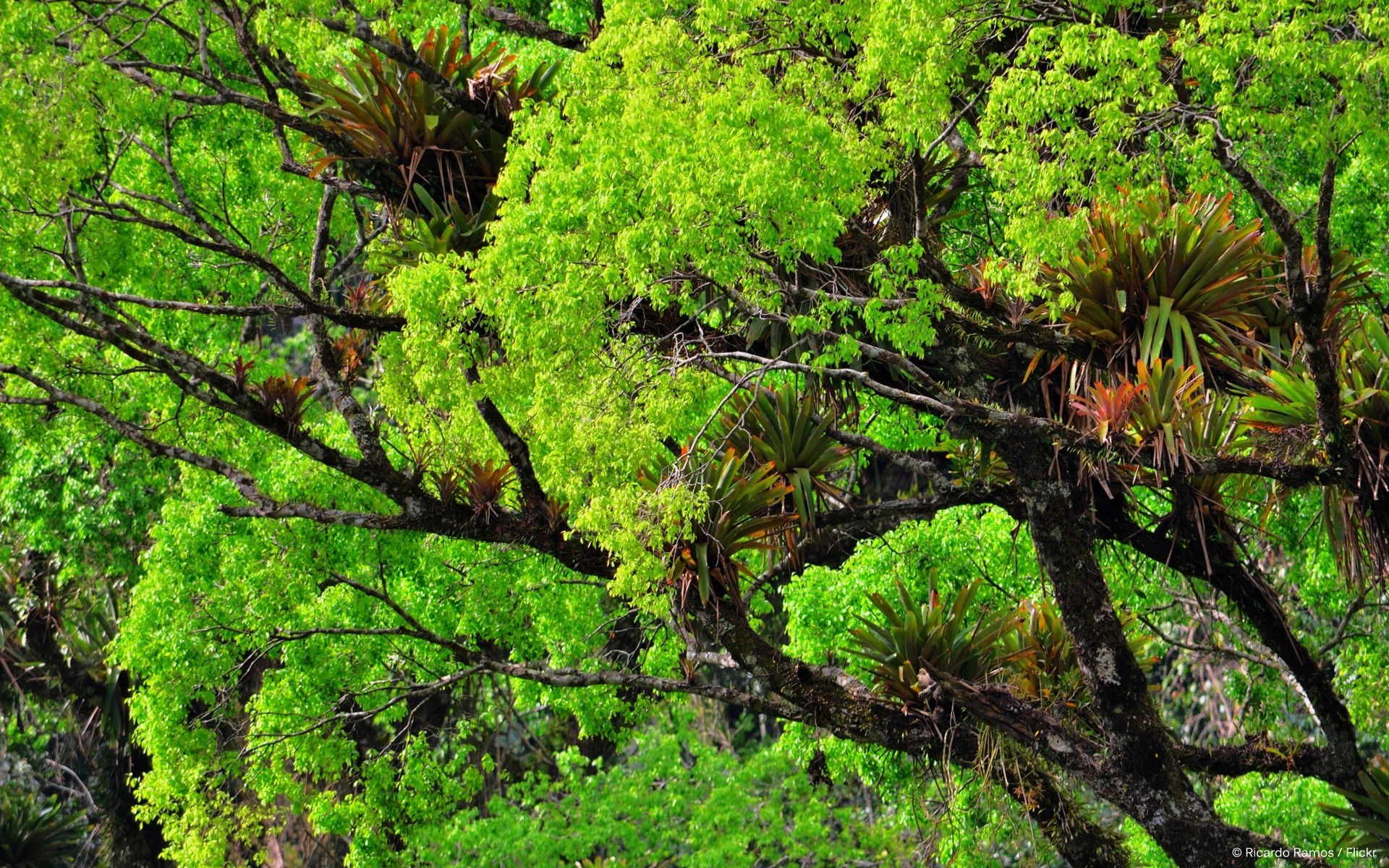 forest nature tree leaf flora wood park environment growth outdoors summer landscape season branch garden lush shrub fair weather