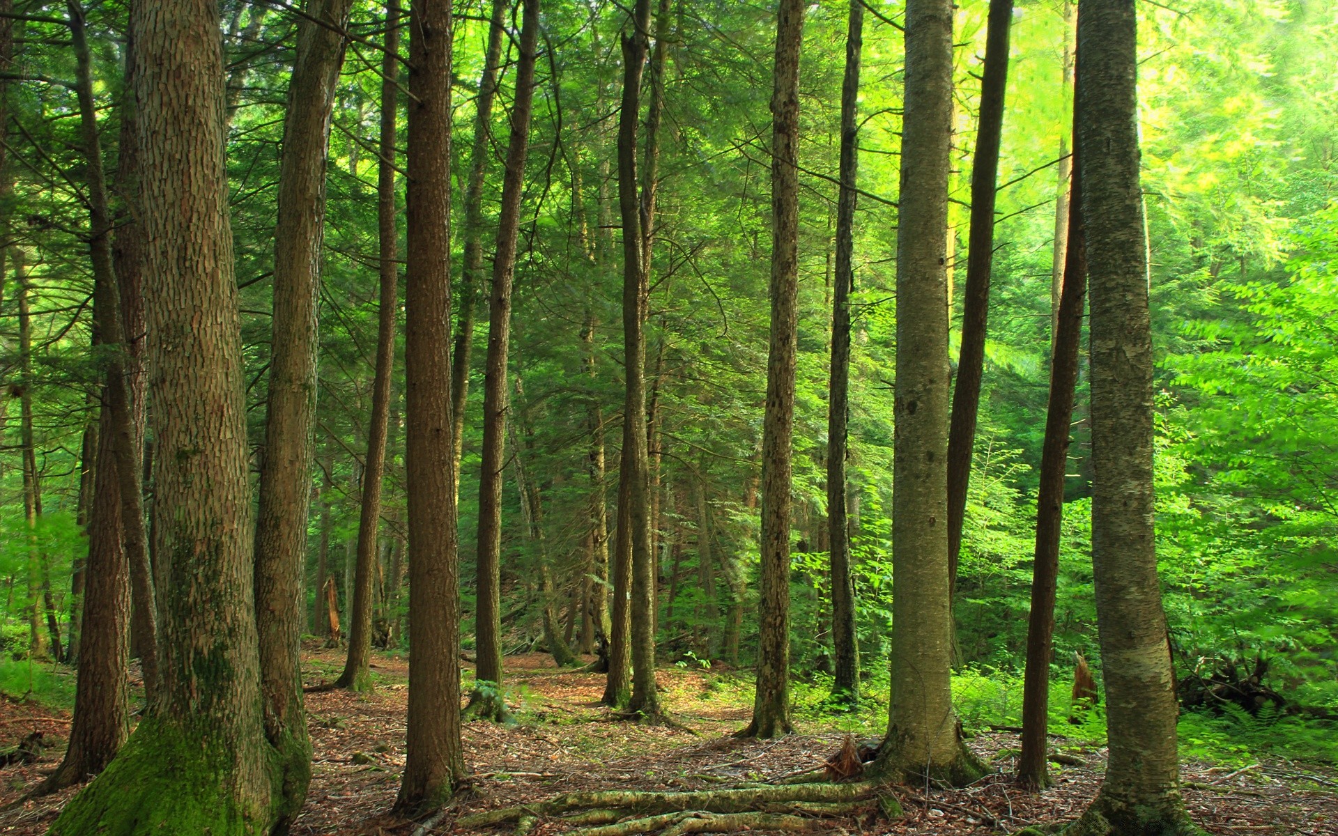 forest wood tree nature landscape leaf fair weather dawn outdoors sun environment trunk lush growth sunbeam mist park fog daylight scenic