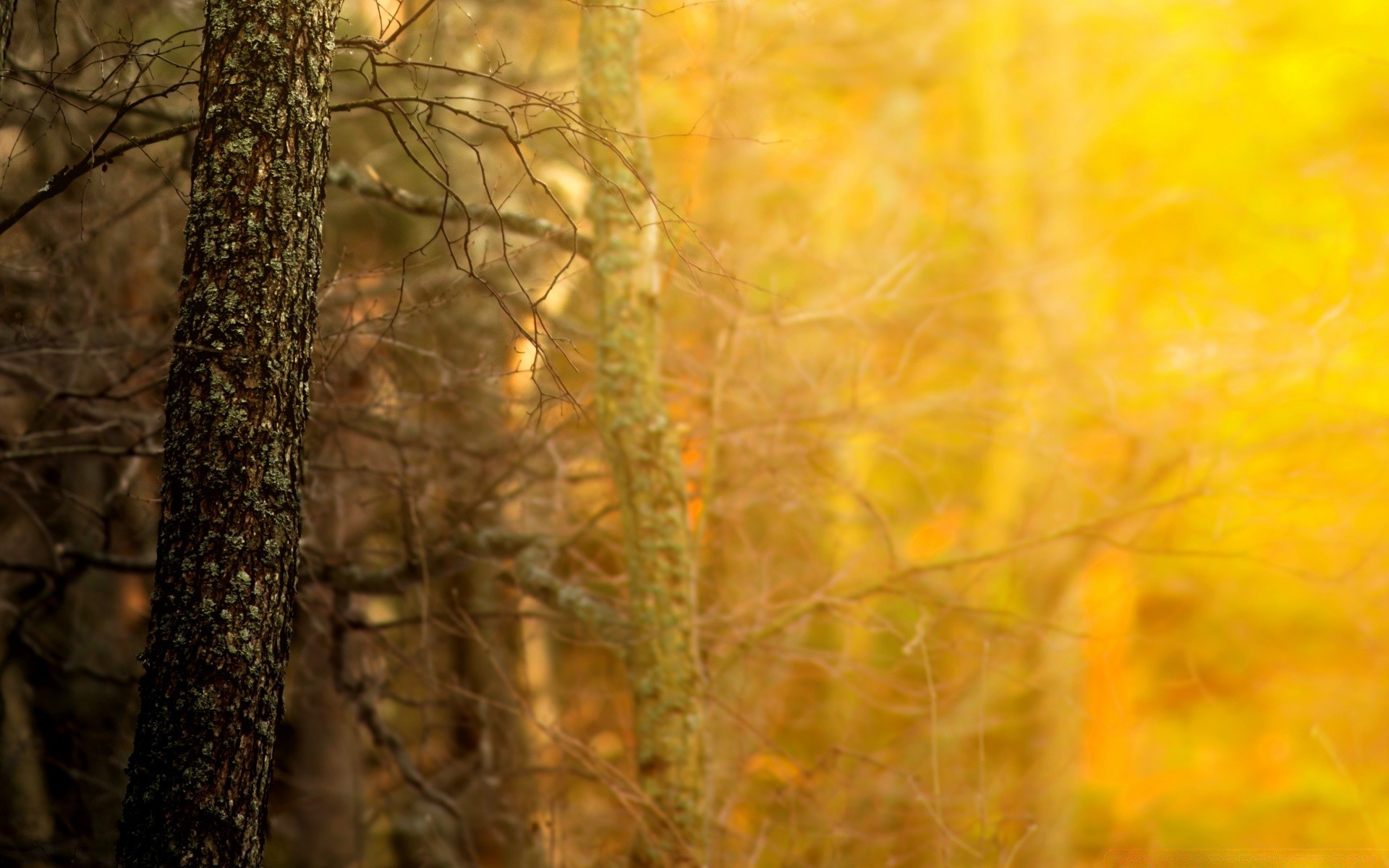 forêt automne arbre nature bois saison feuille à l extérieur paysage aube bureau parc lumière environnement branche hiver or couleur flore beau temps