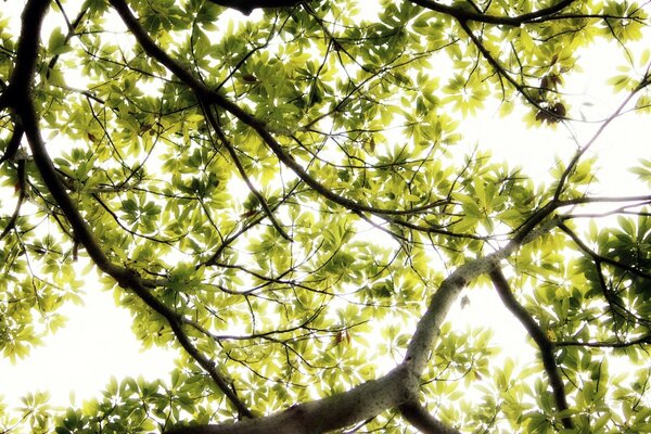 Ciel à travers de nombreuses feuilles vertes