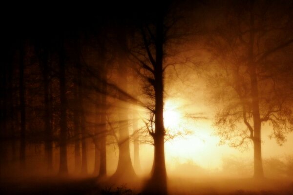 Misty forest at yellow sunset