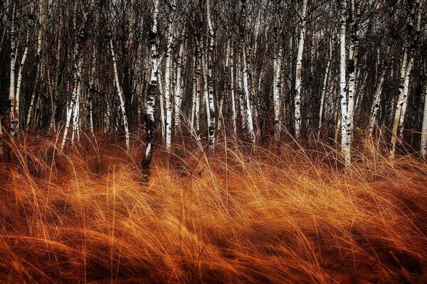 Red high grass on the background of birches