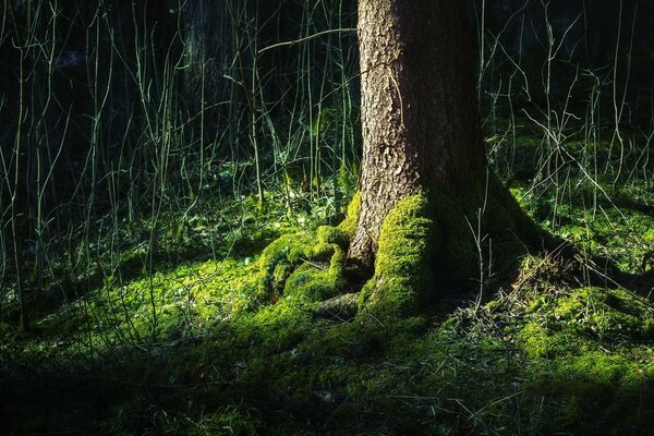 Paisaje forestal al pie de un árbol