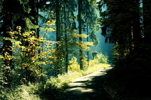 Landschaft der Bäume im Wald