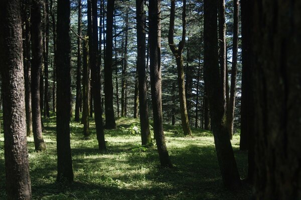 Kiefernwald an einem Sommertag