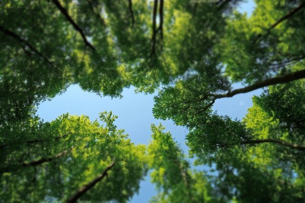 Tops of trees against the sky