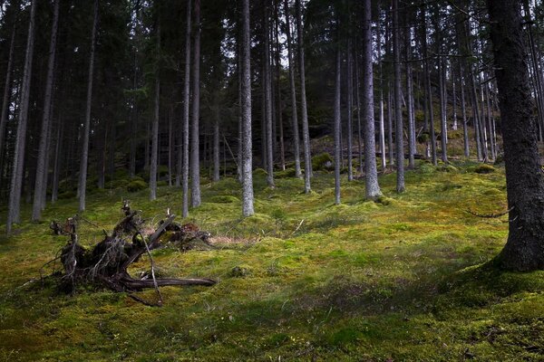 Ein geheimnisvoller Wald, der auf eine Hexe wartet