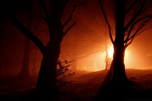 Forêt sombre avec un éclairage inhabituel