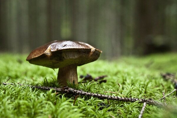 Champignon unique à la lisière