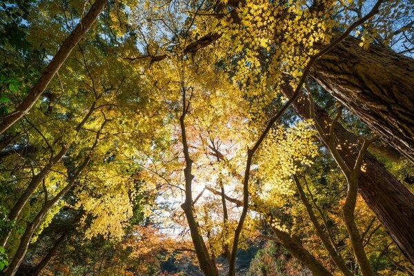 Ein Herbstwald voller Bäume