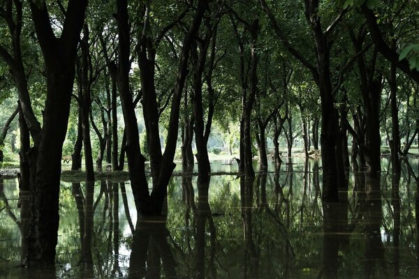 Los árboles proyectan la sombra sobre el río del bosque