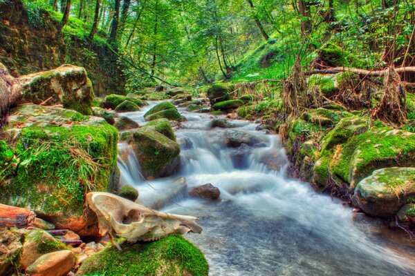 Der Strom einer stürmischen Quelle im Wald