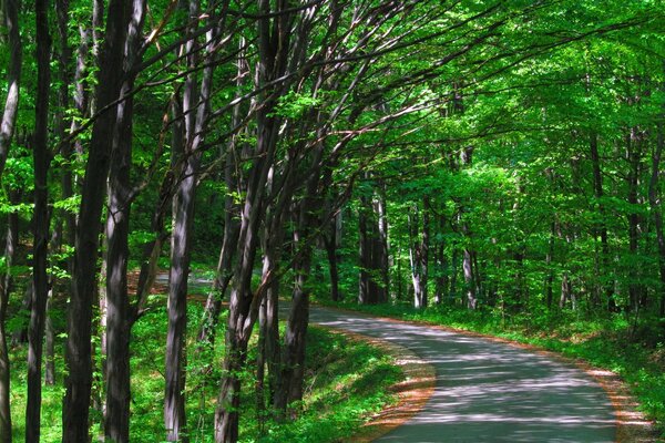 Una strada di gesso attraverso la foresta