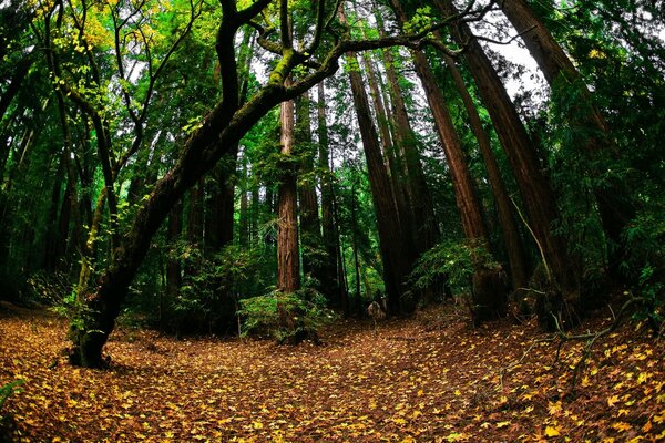 Foresta e acqua in questo mondo