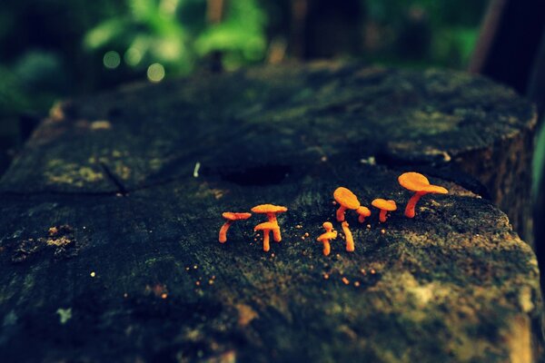 Hongos rojos en el árbol