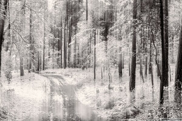 Waldlandschaft mit Straße. Schwarzweißbild