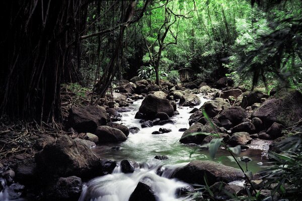 Mountain stream in the forest among the stones