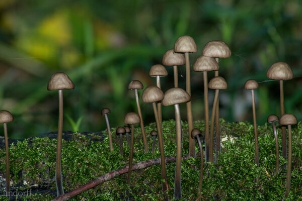 Petits champignons sur la mousse