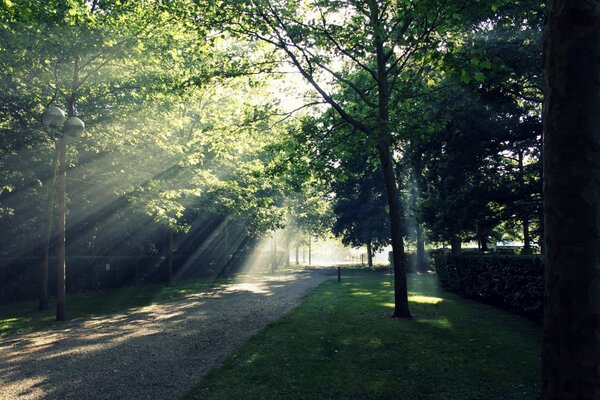 The road to the park illuminated by the rays of the sun