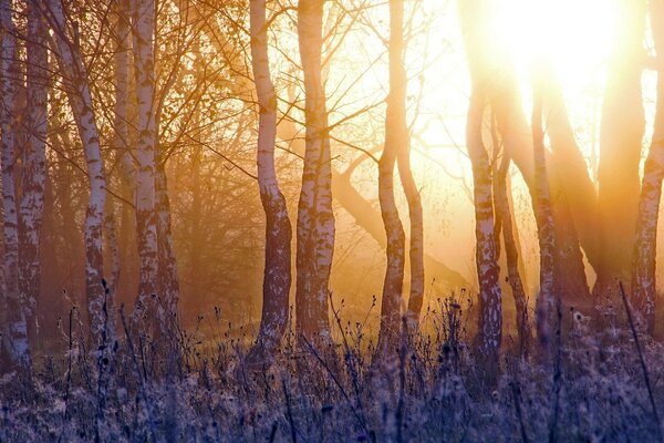 Siberian birches under my window