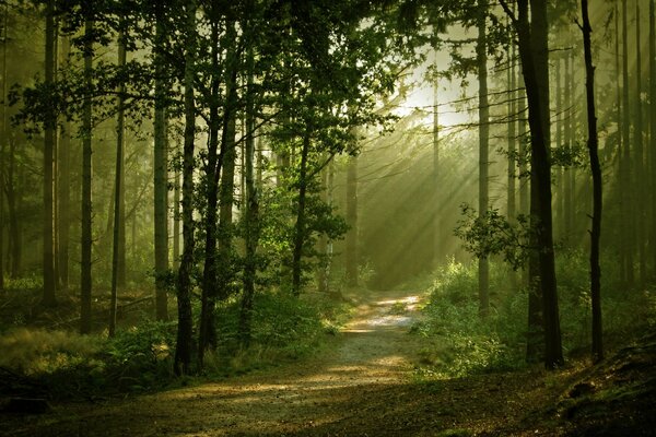 Ci sono molti alberi nella foresta nebbiosa