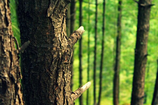 Corteza gruesa de árboles viejos en el bosque