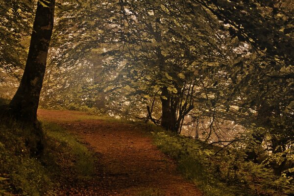 Wanderweg im dichten Kletterwald