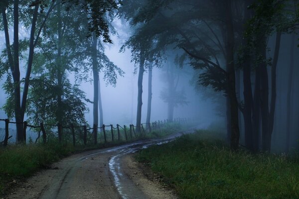 The road to the forest in the fog