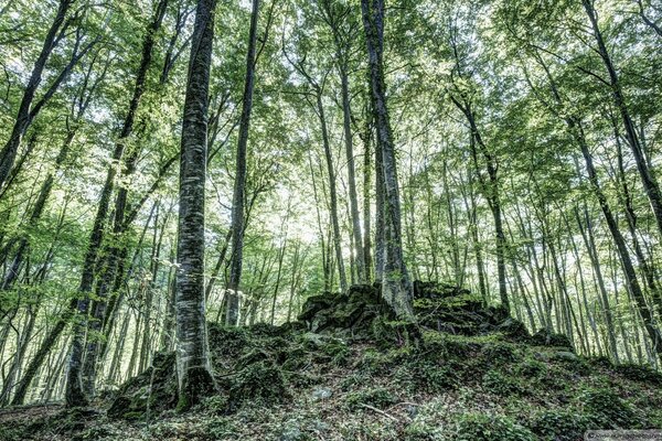 Alberi e muschio. Il regno è verde. Paesaggio forestale