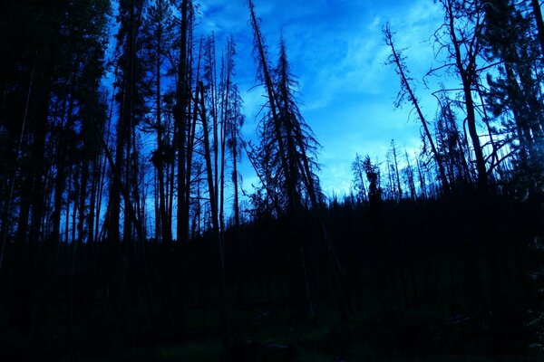 Bosque negro sombrío en el cielo azul