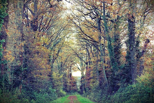 La bellezza sbiadita della foresta autunnale