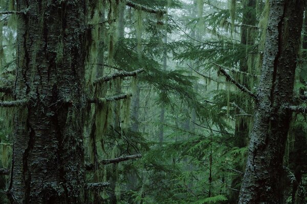 Misteriosa foresta di conifere