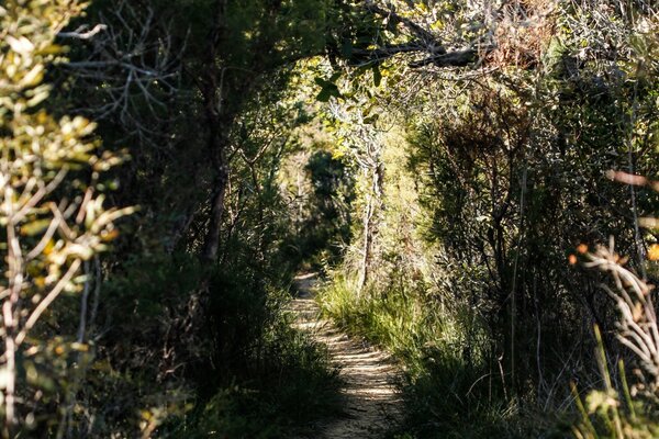 Ein Weg, der in die Wildnis führt