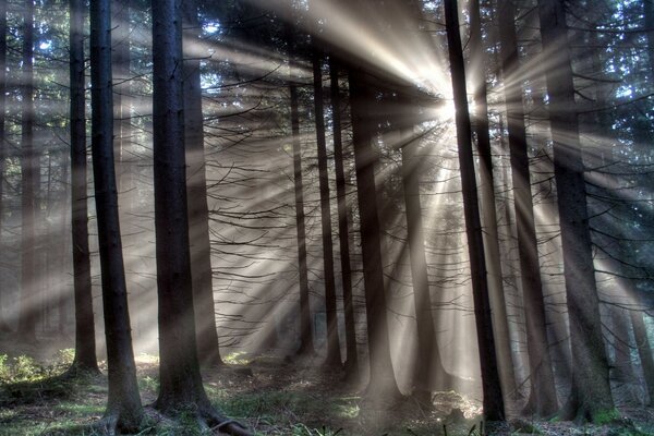 Die Sonnenstrahlen brechen durch die Bäume