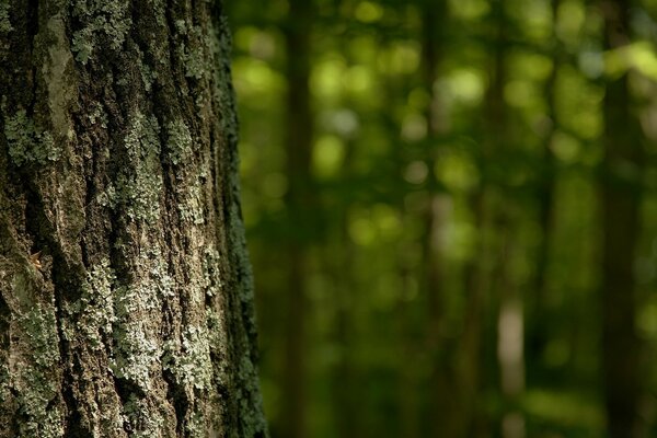 Wild moss on the bark of a tree