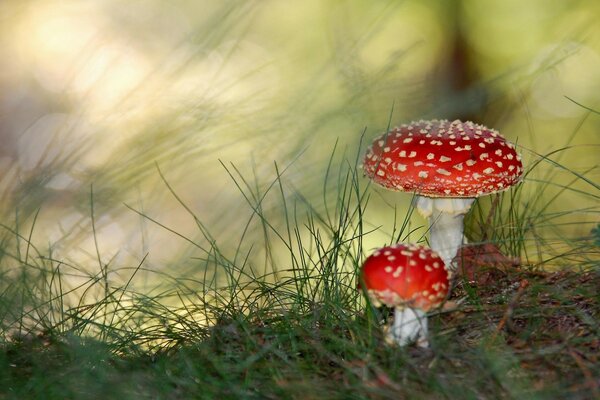 Im Wald rote Pilze unter dem Gras