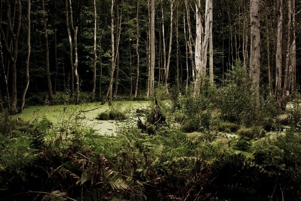 Evening woody woodland landscape