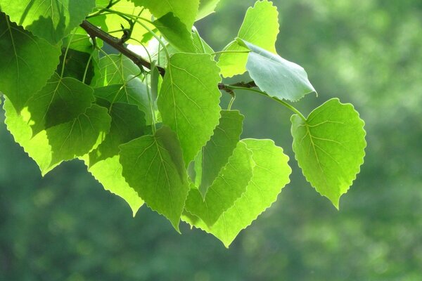 Green birch leaves