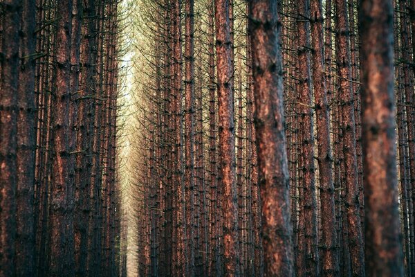 Beautiful view of the autumn forest