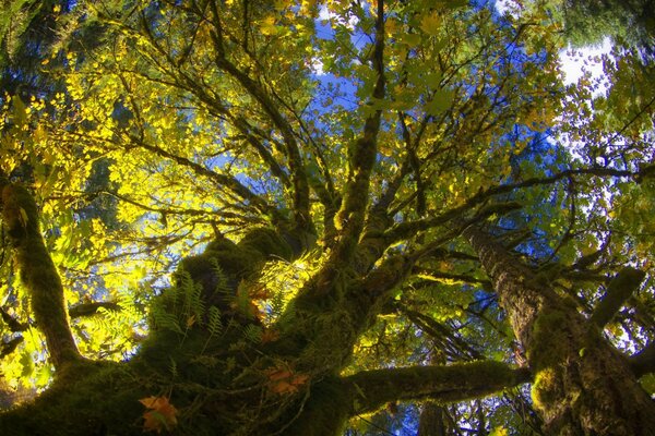 Golden crowns of autumn trees