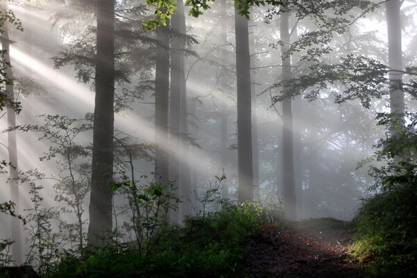 The mesmerizing silence of the misty forest