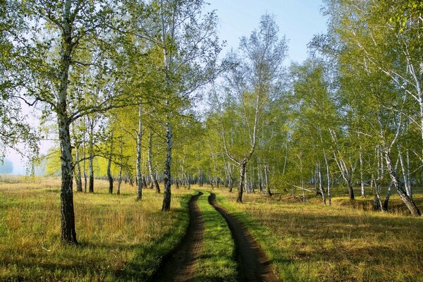 Березовая роща с длинной деревенской дорогой