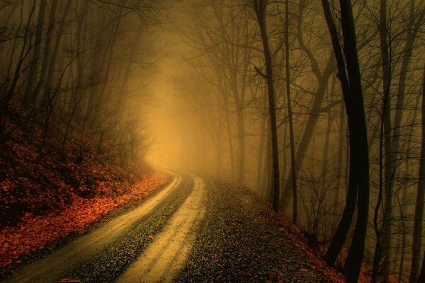 Estrada enevoada na floresta. Viagem misteriosa