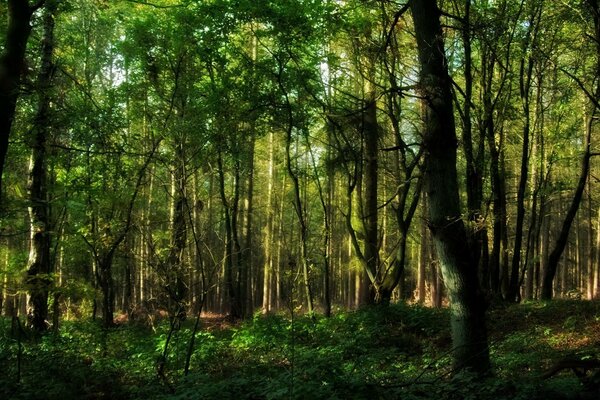 Bella foresta ai raggi del sole