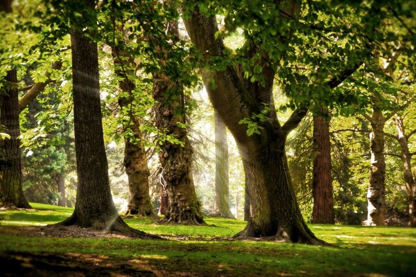 Bäume im morgendlichen sonnigen Wald