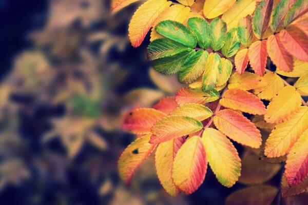 Feu lumineux de Sorbiers d automne