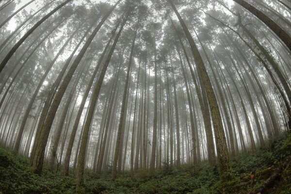 Pieces of the sky through the canopy of trees