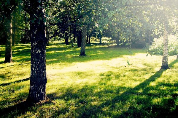 Sunny glade and black tree trunks